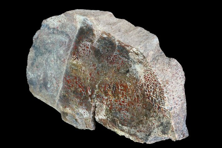 Polished Dinosaur Bone (Gembone) Section - Colorado #96447